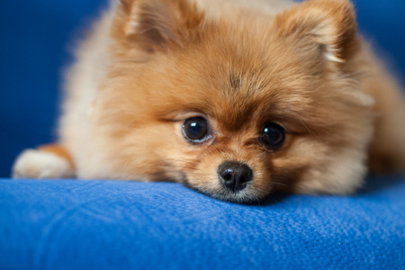 蓝色背景上可爱的博美犬小狗照片