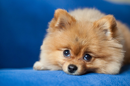 蓝色背景上可爱的博美犬小狗照片