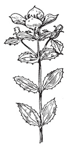 这张图片显示, Rhexia ciliosa 是一种开花植物在野牡丹科, 复古线画或雕刻插图