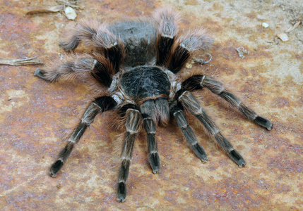 巴西红狼蛛照片