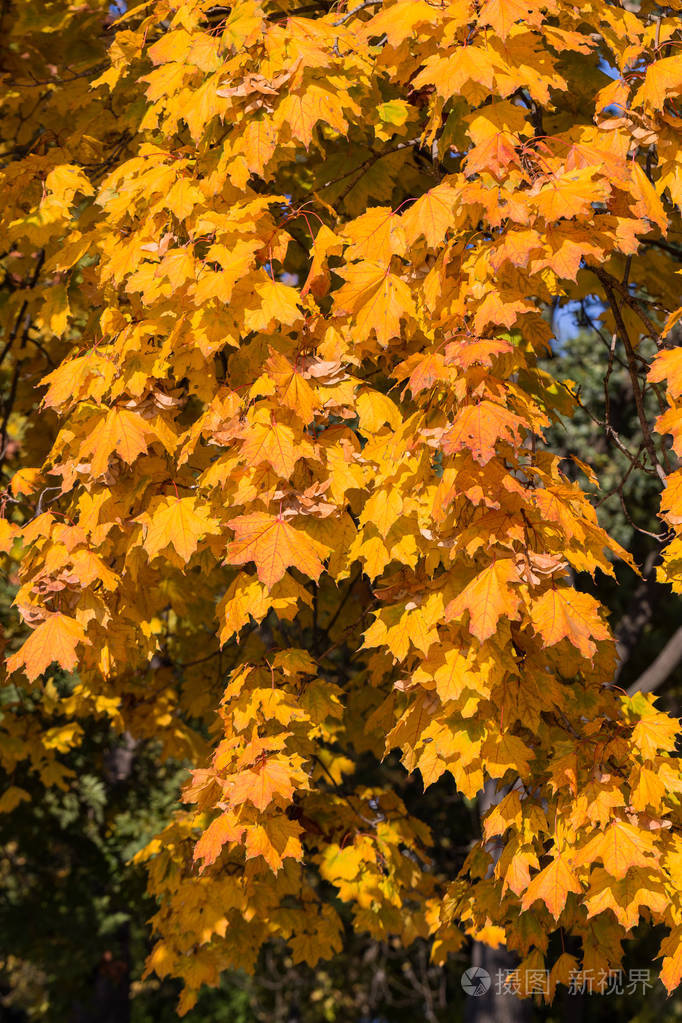 美丽的秋天风景与黄色树和太阳.公园里五颜六色的树叶.落叶自然背景