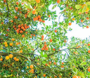 地中海的农场图片