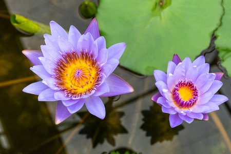 公园沼泽中黄色花粉的美丽蓝莲花