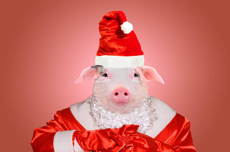 在圣诞老人的服装在红色背景的逗人喜爱的小猪的肖像