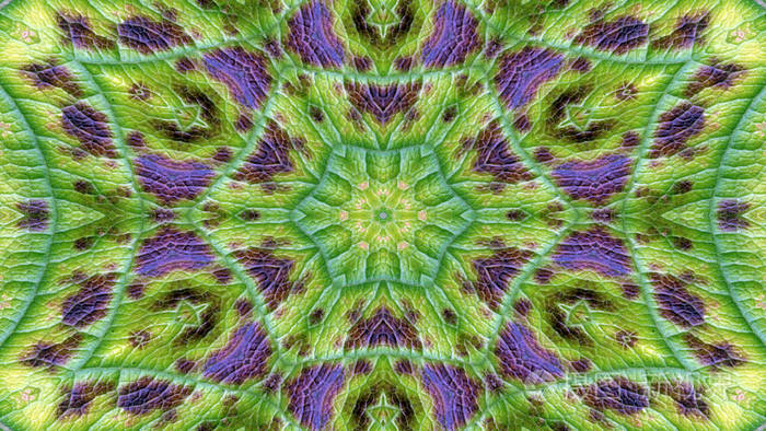 抽象多彩花卉植物区系概念对称图案观赏装饰万花筒运动几何圈和星形