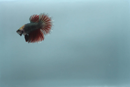 半月湾斗鱼龙蝶红黑Betta 芨芨草