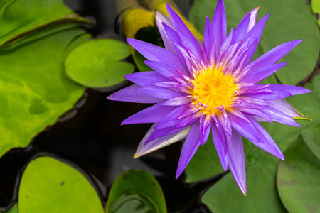 公园沼泽中黄色花粉的美丽紫莲花