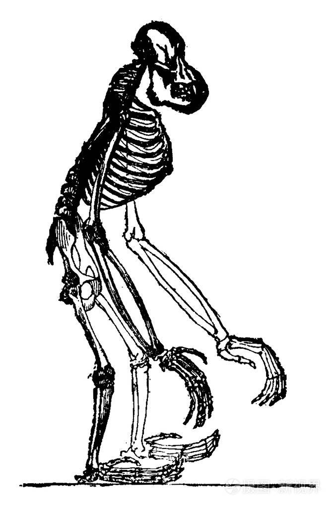 猩猩的骨架老式的雕刻插图地球在人之前