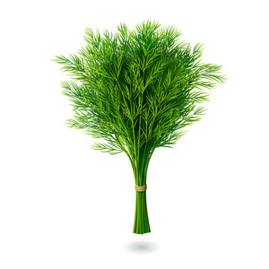 香莳萝图片-香莳萝素材-香莳萝插画-摄图新视界