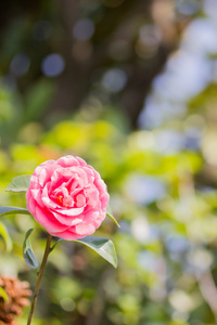 茶花花