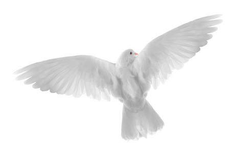 自由飞翔的白鸽