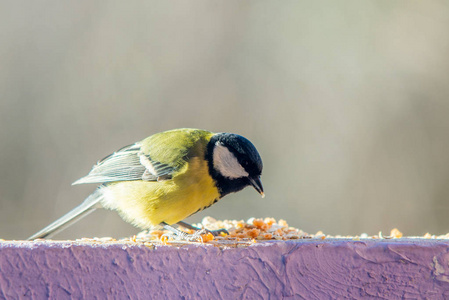 在墙上吃食物的黄色山雀照片