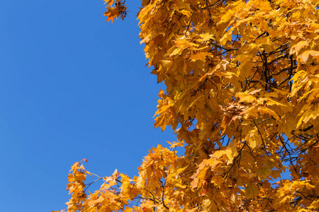 美丽的秋天风景与黄色树和太阳。公园里五颜六色的树叶。落叶自然背景