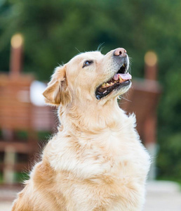 狗宠物家养动物坐猎狗金犬图片