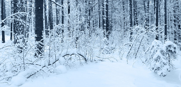 在冬季森林雪