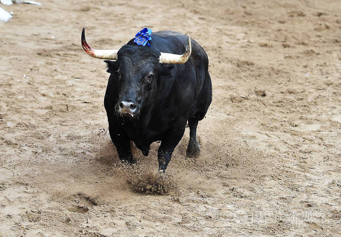 长着大角牛在西班牙