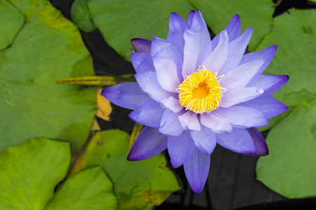 公园沼泽中黄色花粉的美丽蓝莲花