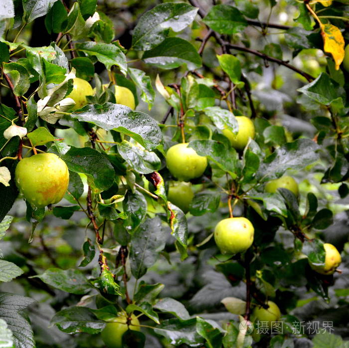 水果疯狂.小苹果在果园的苹果树上, 在初夏