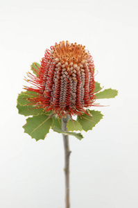 Banksia 花在白色隔绝的背景与修剪路径。特写。设计。自然