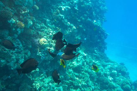 红海水下风景与热带鱼, 埃及