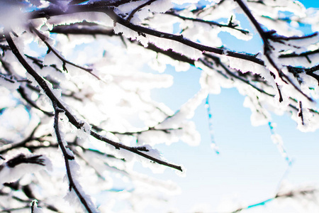 雪中的树枝。冬季景观