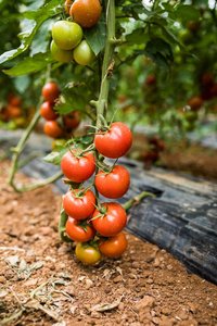 成熟的番茄植株在温室中生长。美味的红传家宝西红柿。模糊背景和复制空间