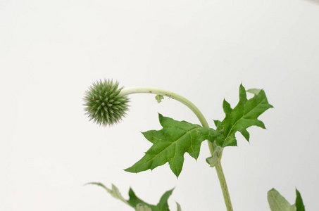 Echinop 植物在白色被隔绝的背景与修剪路径。特写。设计。自然