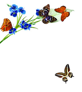 花朵和蝴蝶在白色背景上孤立