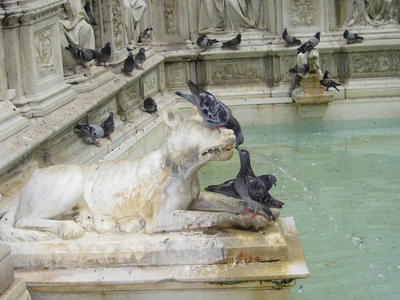 鸽子是从在锡耶纳喷泉喝水。盖亚喷泉的细节