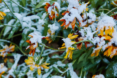 第一场雪落在橙色和黄色的花朵上。花冻死于第一霜