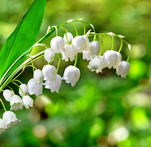 山谷的百合花