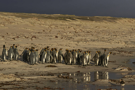 大群国王企鹅 Aptenodytes patagonicus 前往福克兰群岛的志愿者点出海