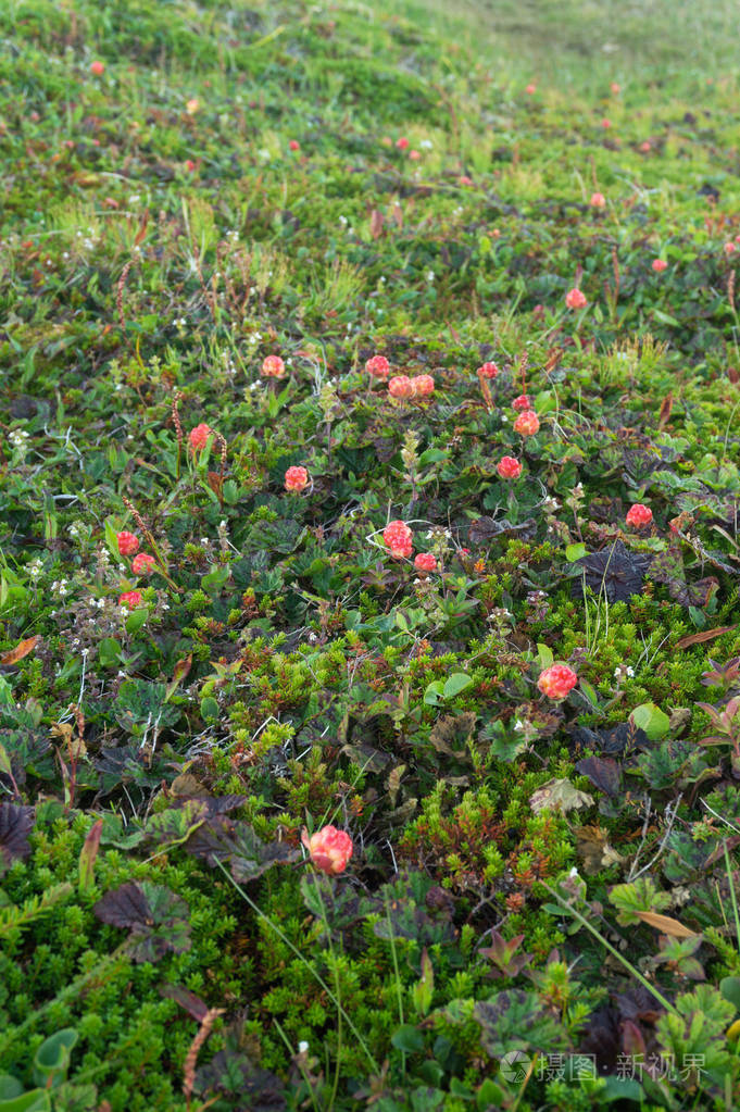 挪威马格罗亚岛上的云越期。云莓是一种可食用的北方乐于助人的巴里酒
