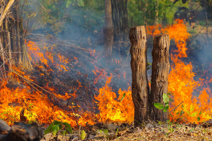 森林大火野火燃烧树红色和橙色的颜色在下午在森林中的烟雾和火焰污染