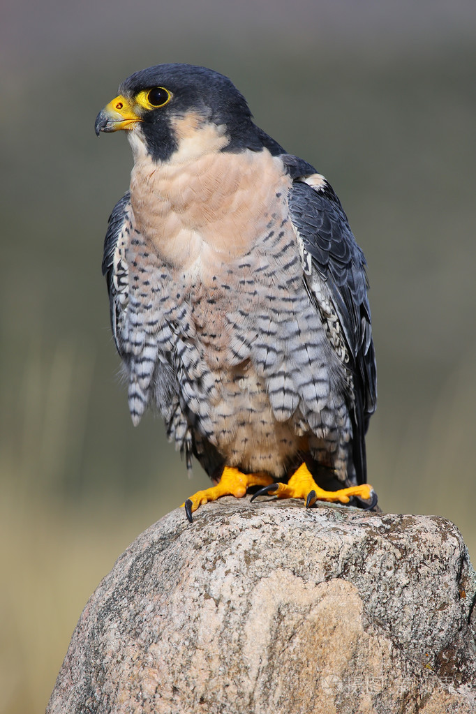 游隼坐在一块岩石