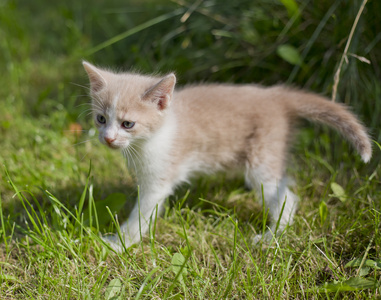 可爱的小猫