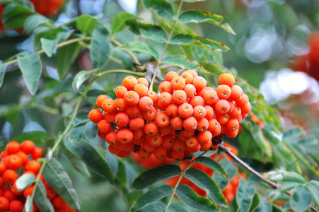 罗文浆果 成熟浆果山灰 花楸 树相似素材图片 摄图新视界