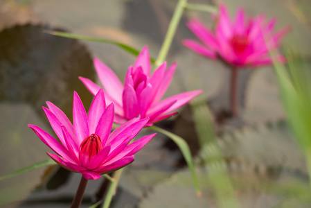 粉红色的颜色新鲜莲花