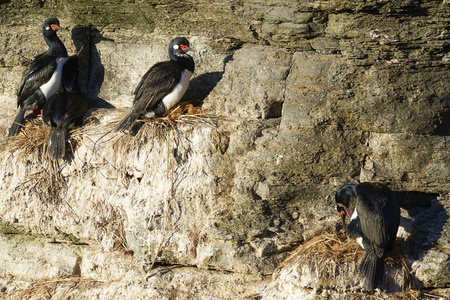 magellanicus 岩石 Phalacrocorax 在福克兰群岛的悬崖上筑巢