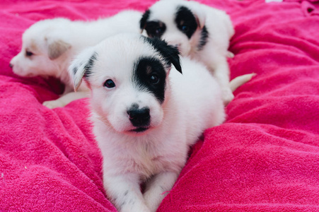 混合白色小狗坐在粉红色的毯子上