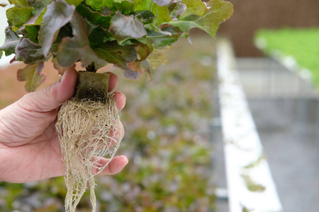 农水农场温室种植生菜蔬菜的农户