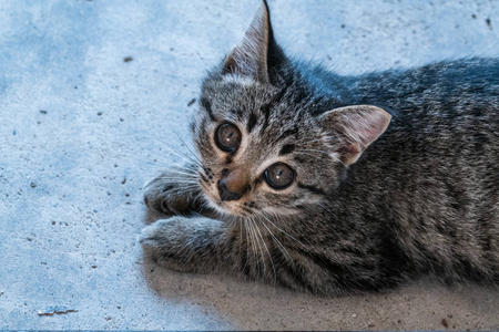 小可爱的猫看着相机, 而躺在混凝土地板上