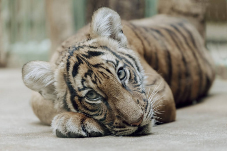 躺在地板上的可爱的老虎幼崽的肖像
