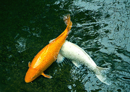 在黑暗的池塘观赏鱼两条鱼矢量淡水的两条鱼绿绣眼鲷和钓鱼杆用卷轴上
