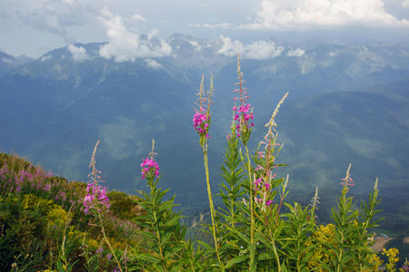 副手德鲁日巴高原夏季高山滑雪胜地景观, 索契, 俄罗斯。高加索山脉背景下的高山草甸特写