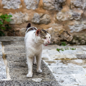 流浪猫肖像图片