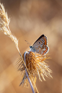 Polyommatus 伊卡洛斯。在其自然的环境中拍到的蝴蝶