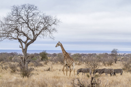 南非克鲁格国家公园的长颈鹿Giraffidae Giraffa 鹿豹座家族的钱币