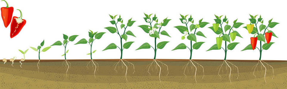 辣椒生长的阶段从种子和发芽到收获.植物斑块在地面下的根系含量照片