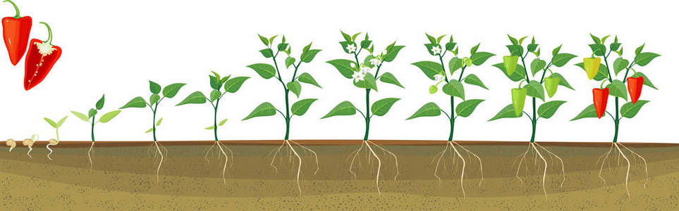 辣椒生长过程图片大全图片